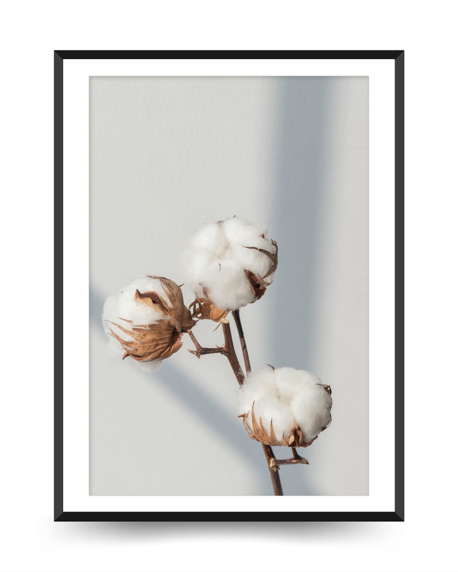 A poster of a Cotton branches with soft light on neutral background