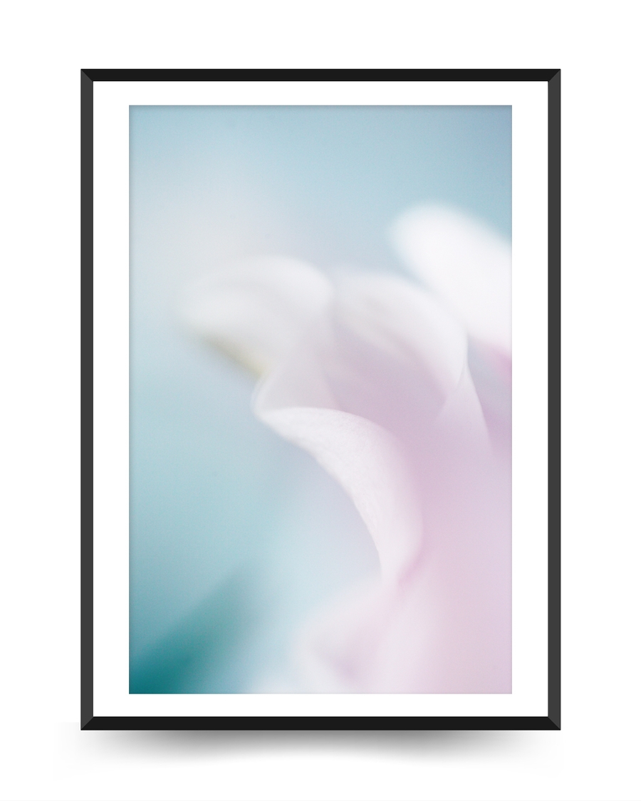 A poster of a Soft pastel flower petals in blue and pink
