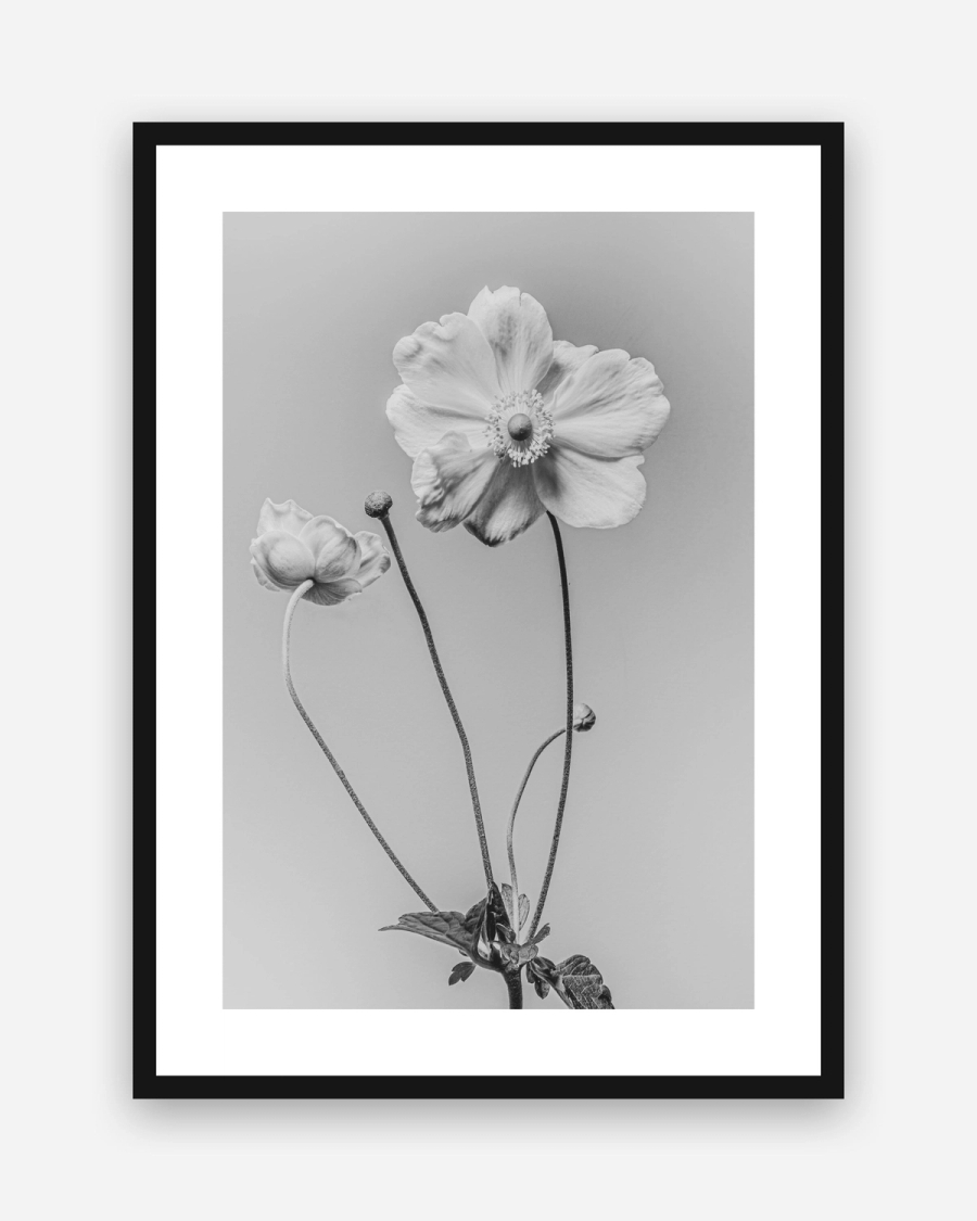 Anemone in Silver poster with a white border in a black frame