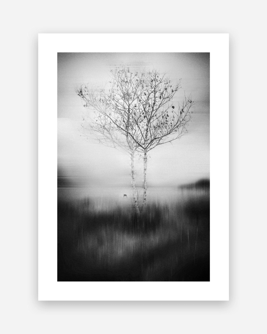 Birch in Haze poster with a white border, unframed on a light gray background