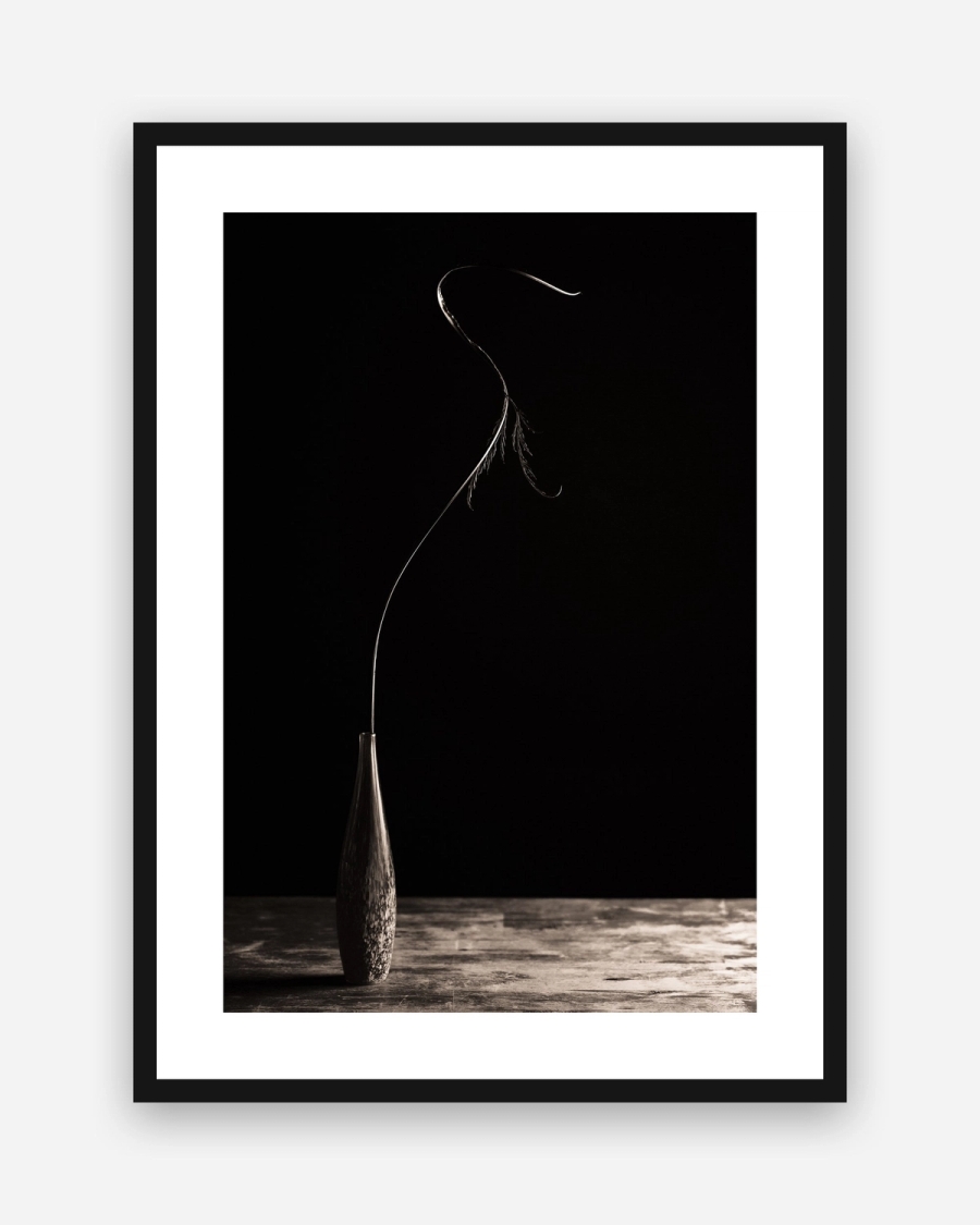 Stem in Shadow poster with a white border in a black frame