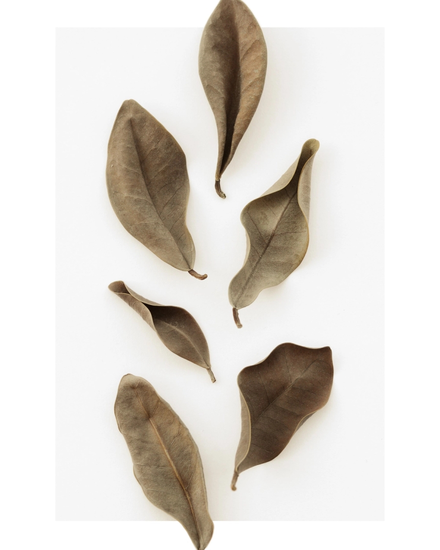 Dried brown leaves arranged on a pale off-white background in muted earthy tones