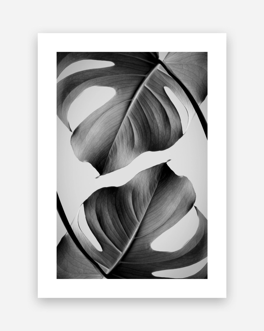 Monstera in Gray poster with a white border, unframed on a light gray background