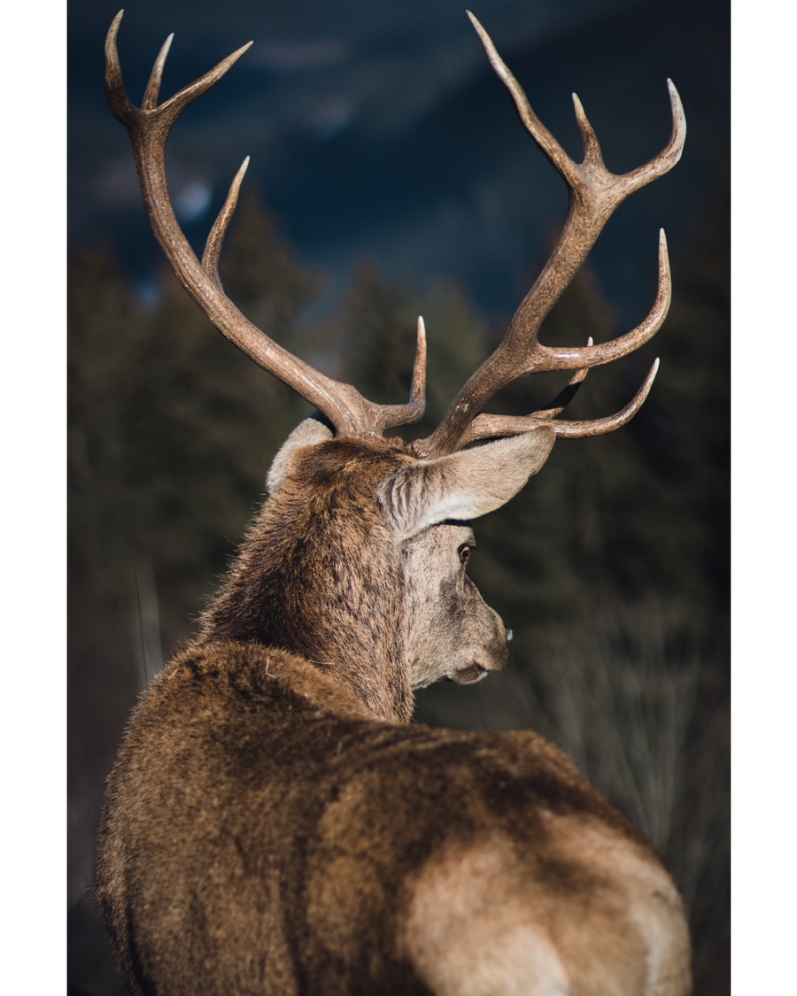 Deer with antlers standing in Nordic landscape