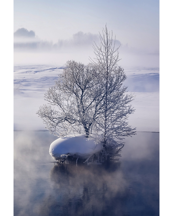 Snow-covered tree reflected in calm winter water.