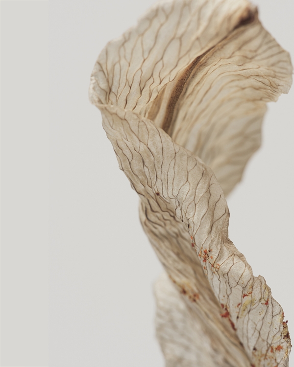Close-up of a dried leaf with delicate, wavy veins