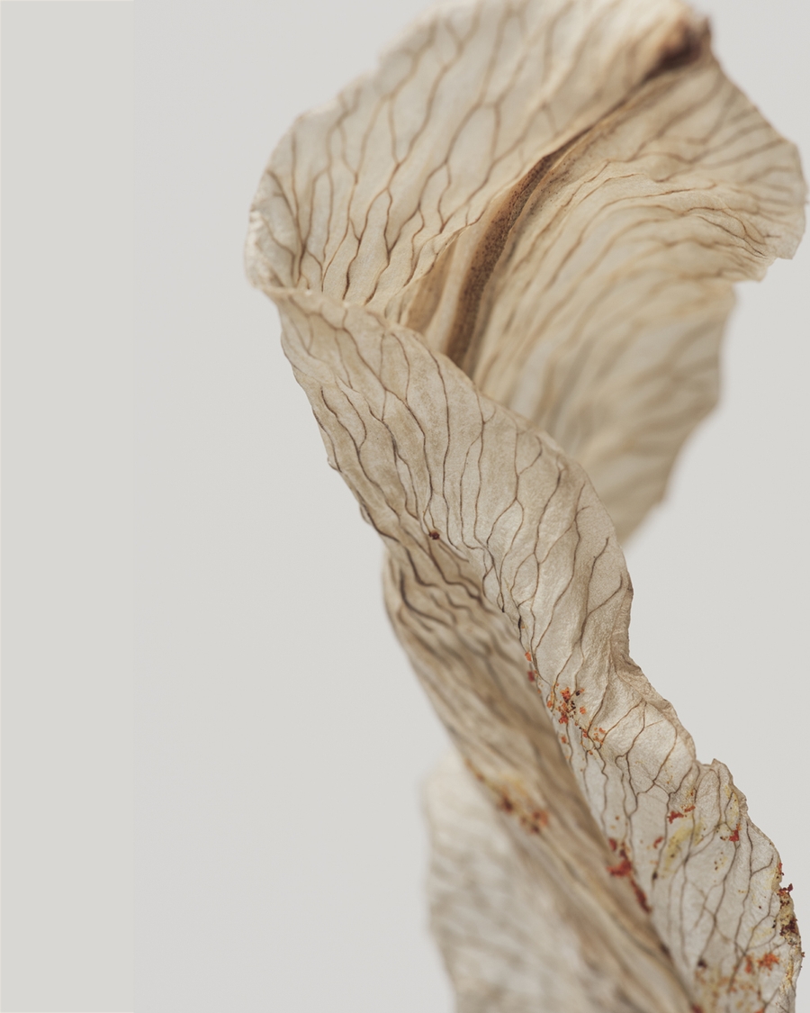 Close-up of a dried leaf with delicate, wavy veins