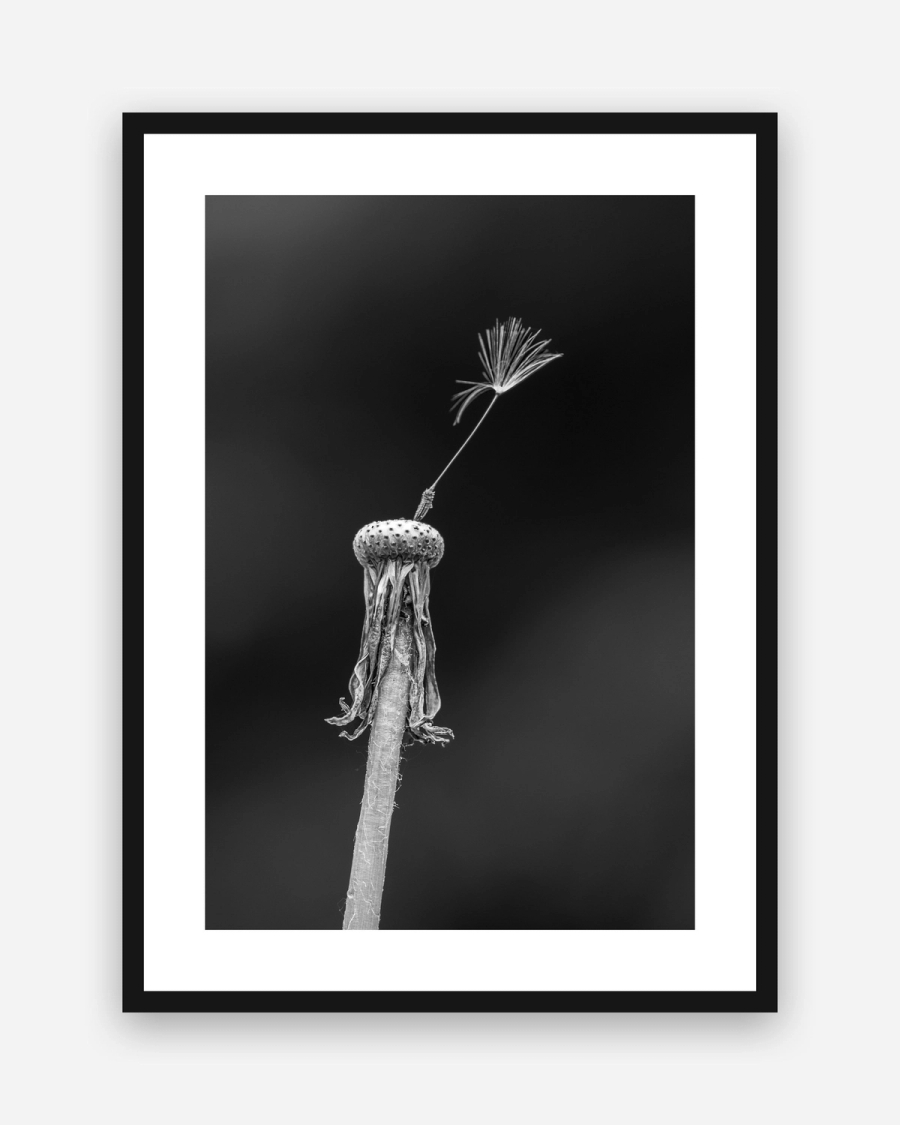 The Last Seed poster with a white border in a black frame