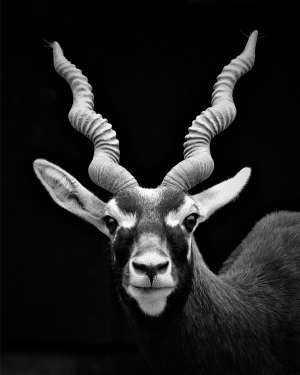 Antelope with spiral horns in black-and-white portrait