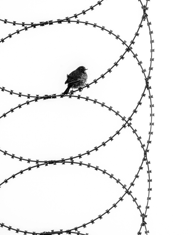 Black and white photo of a small bird perched on coiled razor wire against a bright white sky