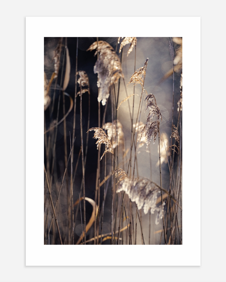 A poster of a Golden reeds in soft sunlight with blurred natural background