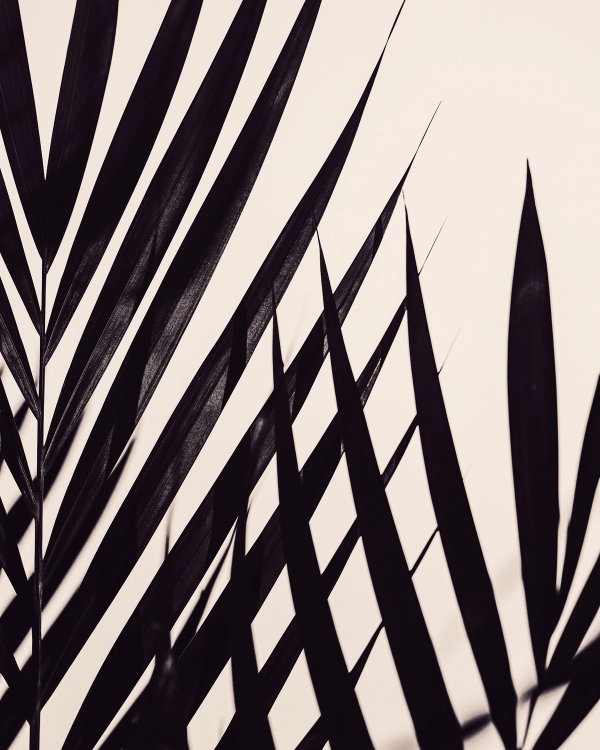 Dark palm leaves in silhouette against a warm cream background, forming sharp graphic lines