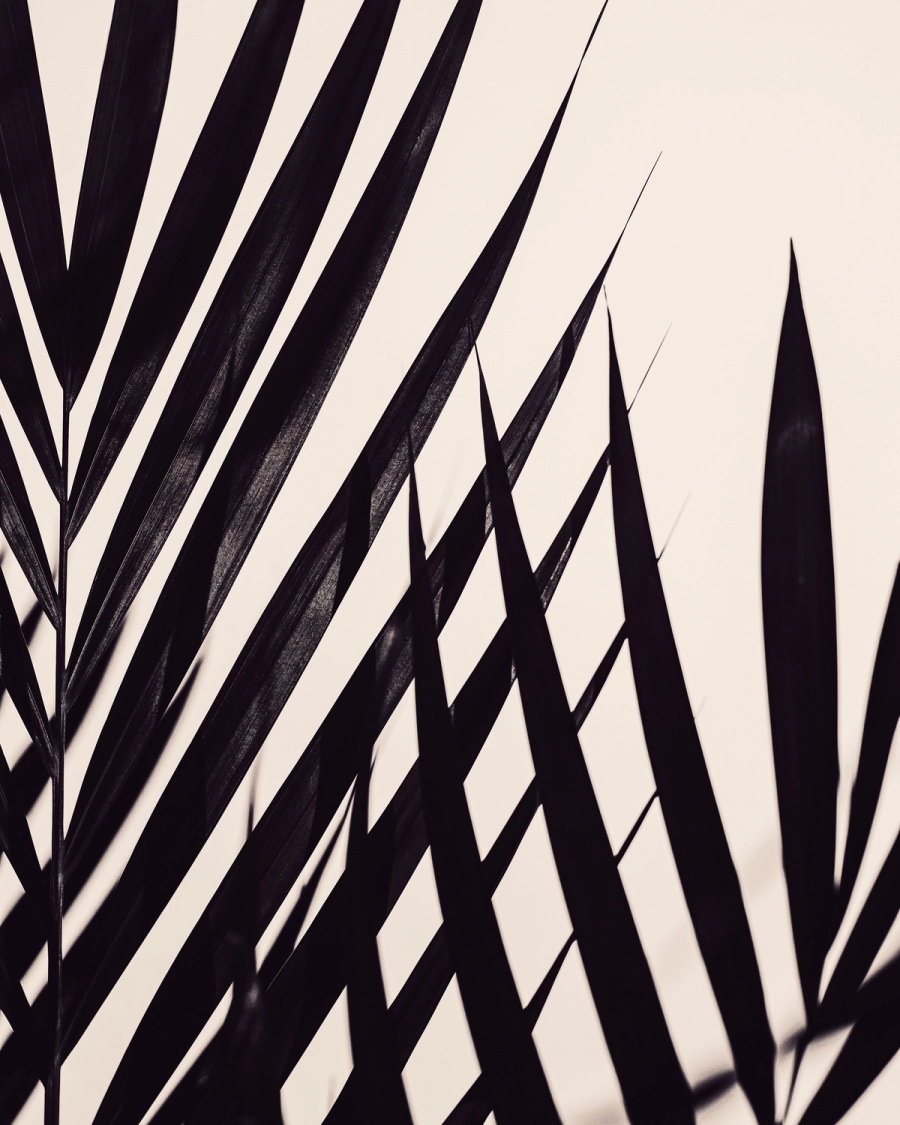 Dark palm leaves in silhouette against a warm cream background, forming sharp graphic lines