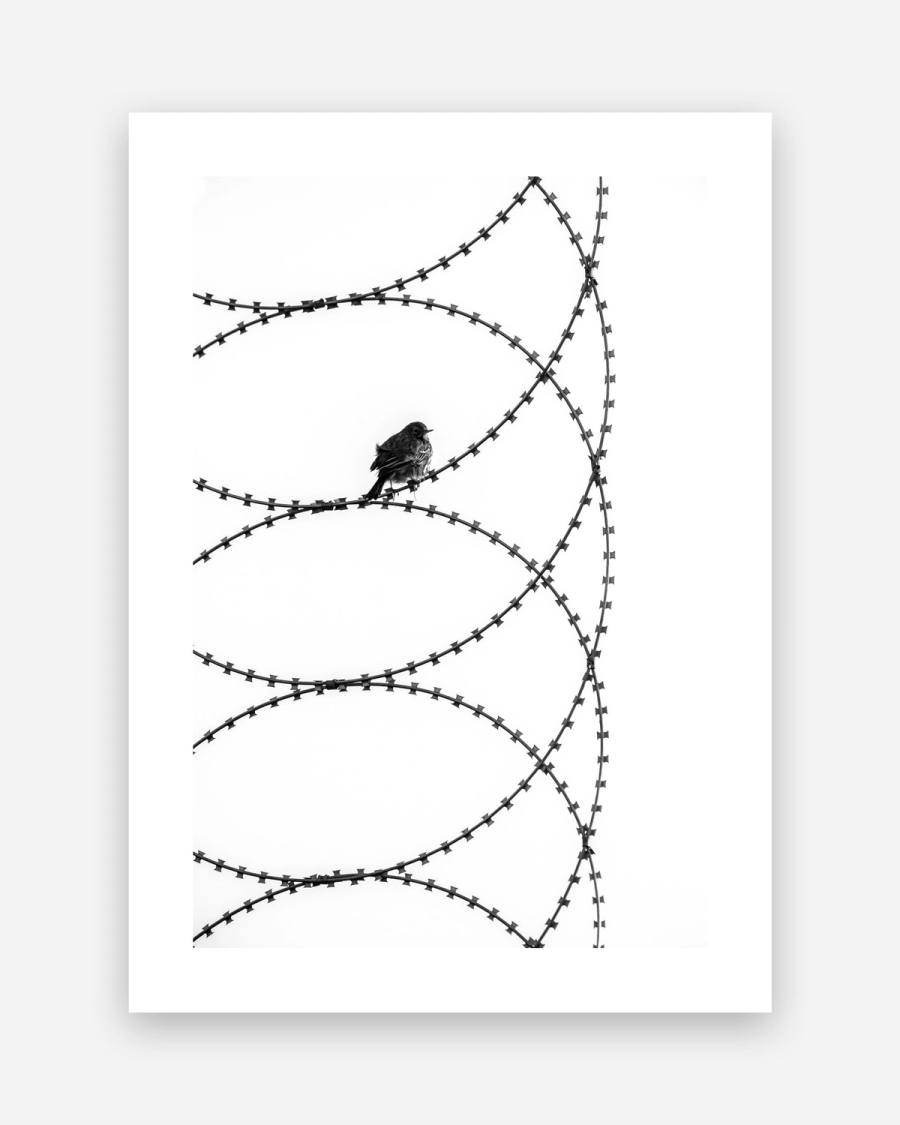 Perched on Steel poster with a white border, unframed on a light gray background