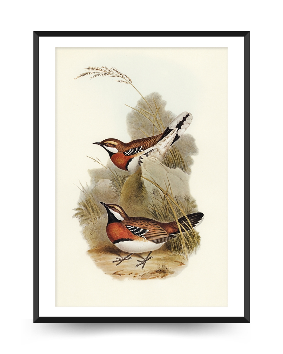 A poster of a Illustrated birds standing and flying in natural setting