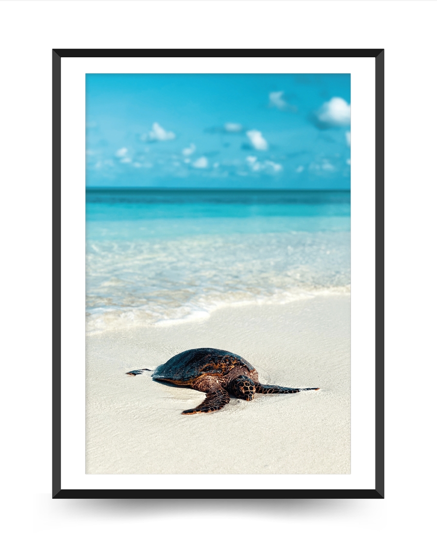 A poster of a Sea turtle resting on sandy beach by ocean