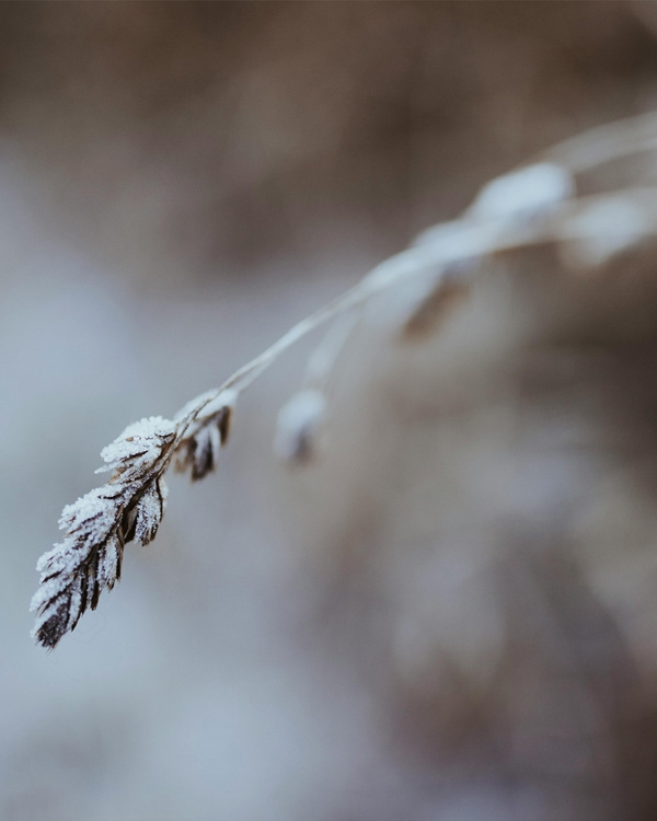 Close-up of frosted grass stem in soft winter tones