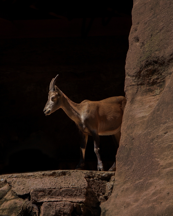 Mountain goat standing on rocky ledge in natural light