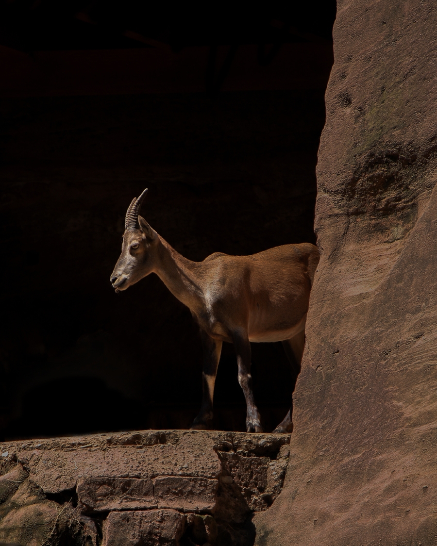 Mountain goat standing on rocky ledge in natural light