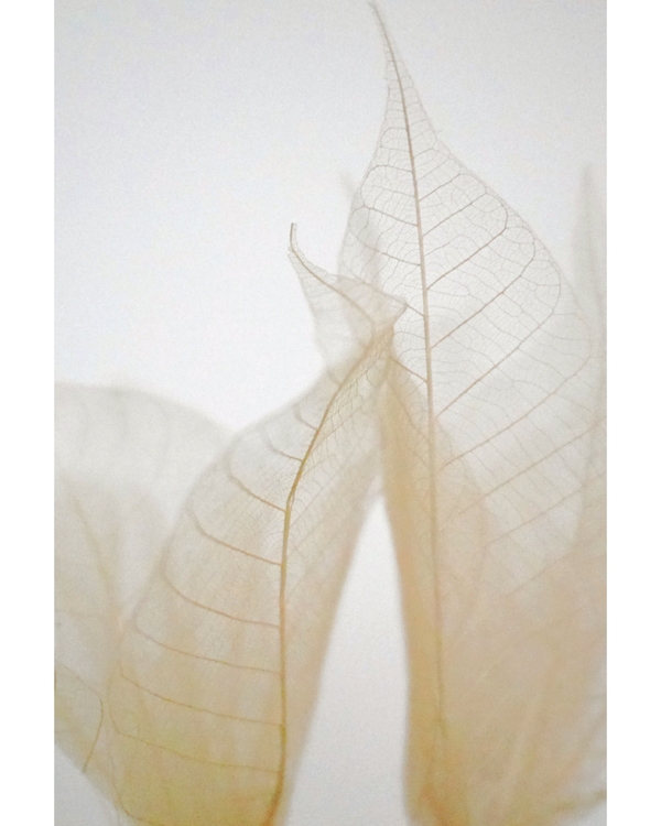 Transparent leaves in soft natural neutral tones