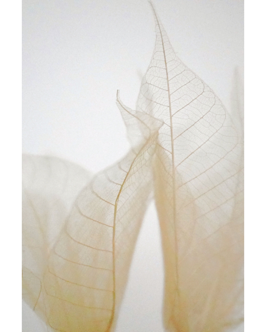 Transparent leaves in soft natural neutral tones