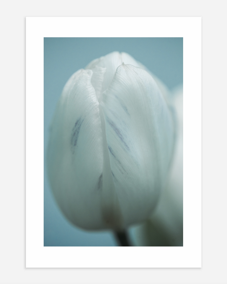 A poster of a Close‑up white tulip with soft cool tones