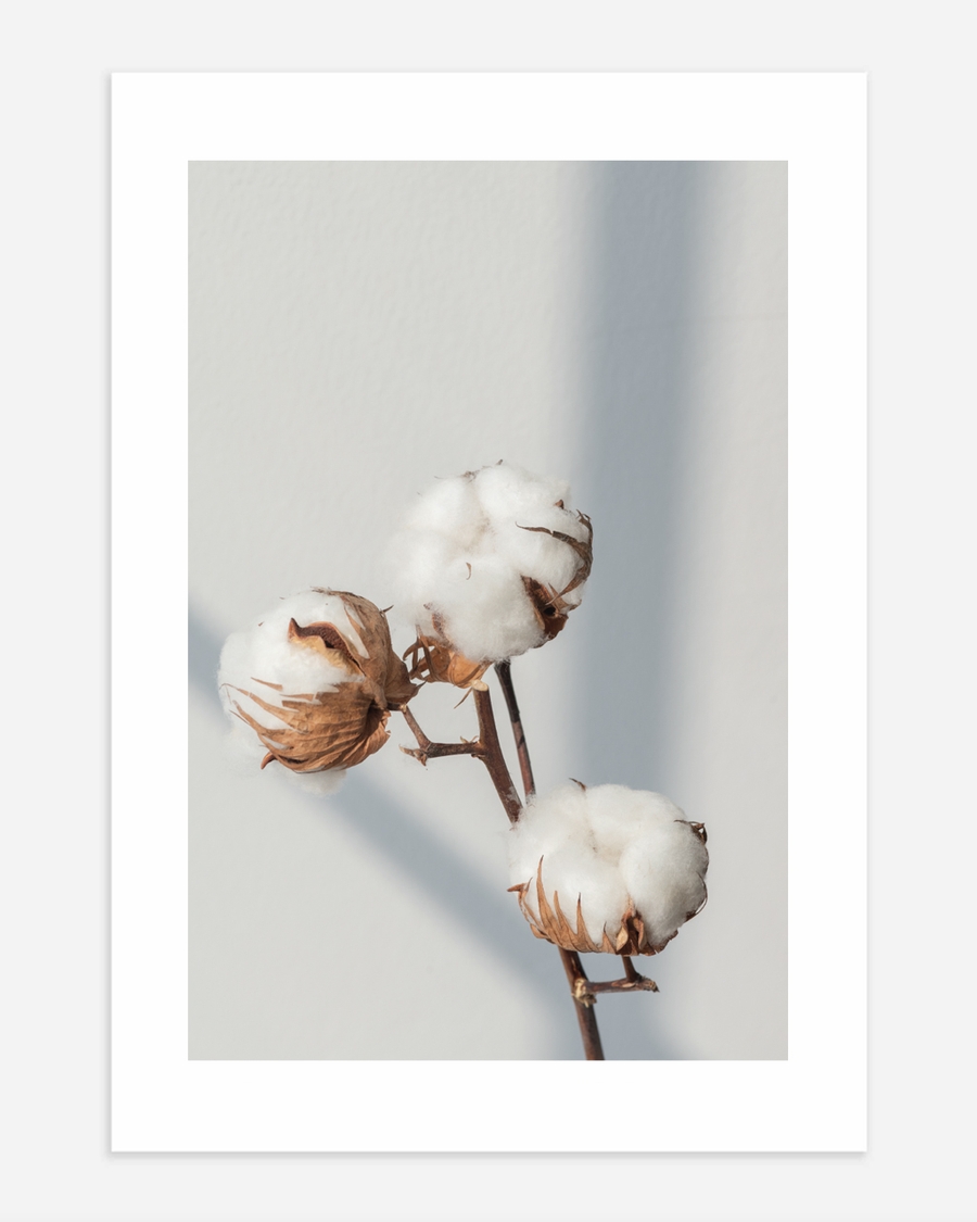 A poster of a Cotton branches with soft light on neutral background