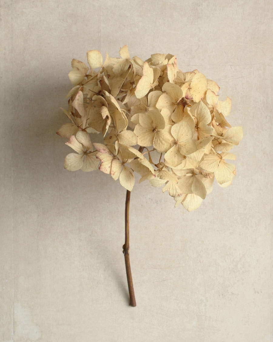 Dried hydrangea bloom with papery cream petals and a brown stem on a pale beige background