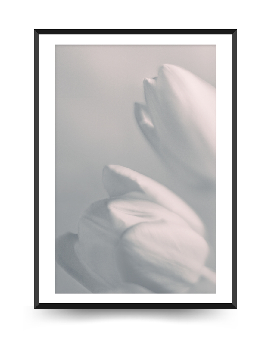 A poster of a Soft blurred white flower petals in gentle light
