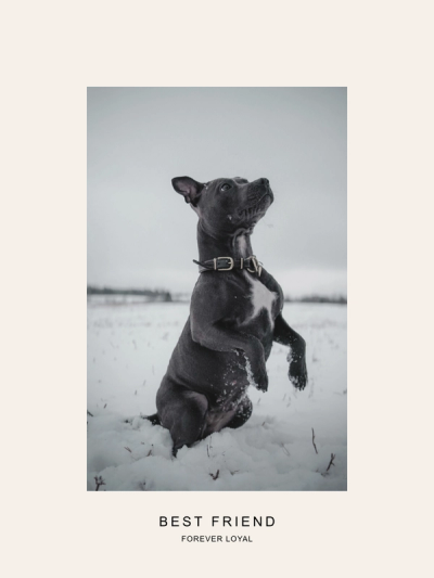 Pet Portrait template preview