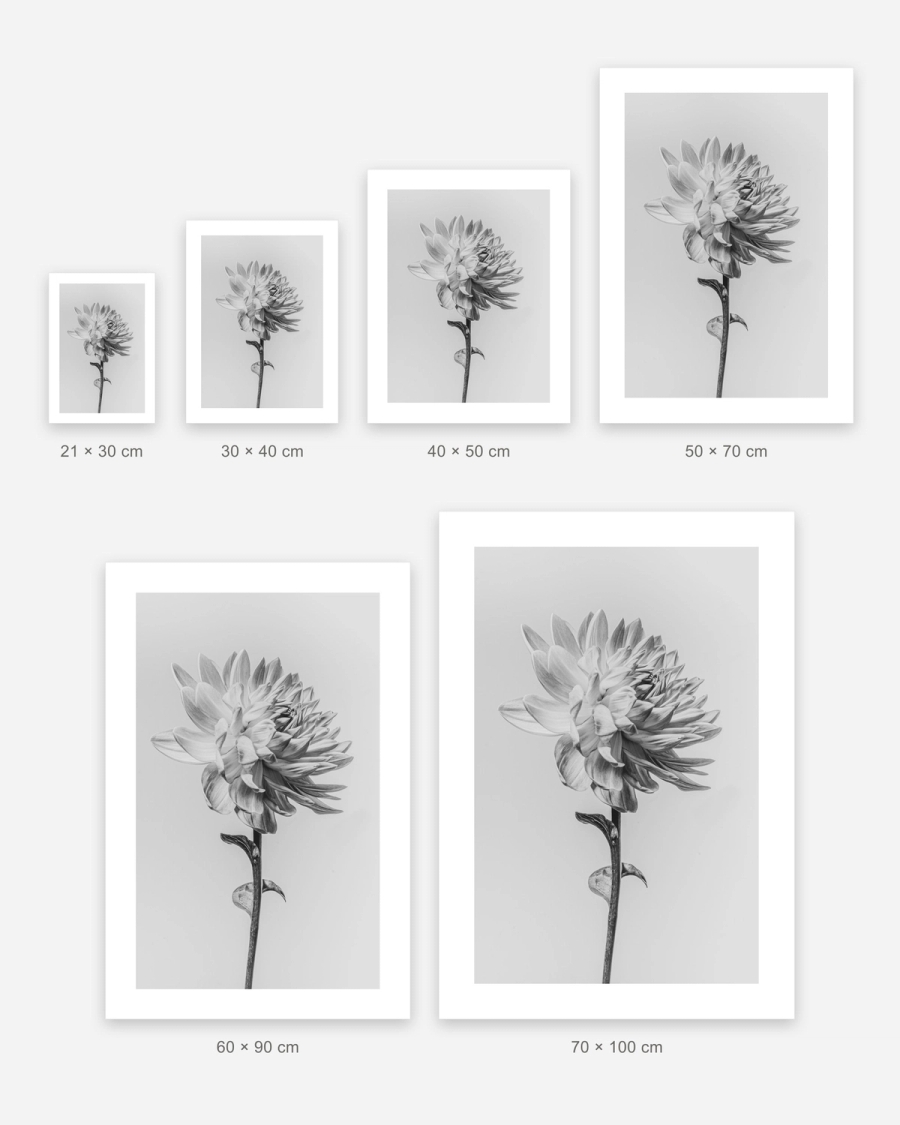 Silver Dahlia poster in 6 sizes, shown to scale: 21 × 30, 30 × 40, 40 × 50, 50 × 70, 60 × 90 and 70 × 100 cm