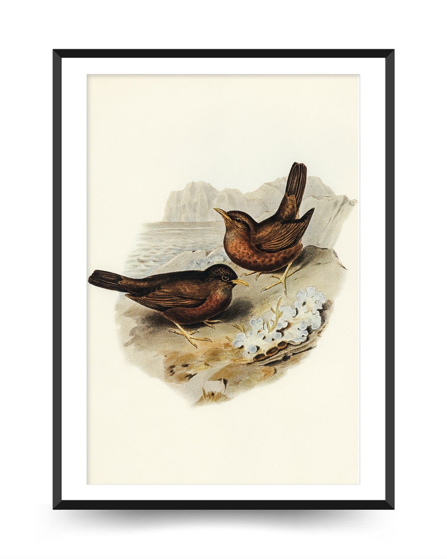 A poster of a Illustrated birds standing near rocky coast by sea