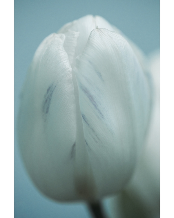 Close‑up white tulip with soft cool tones