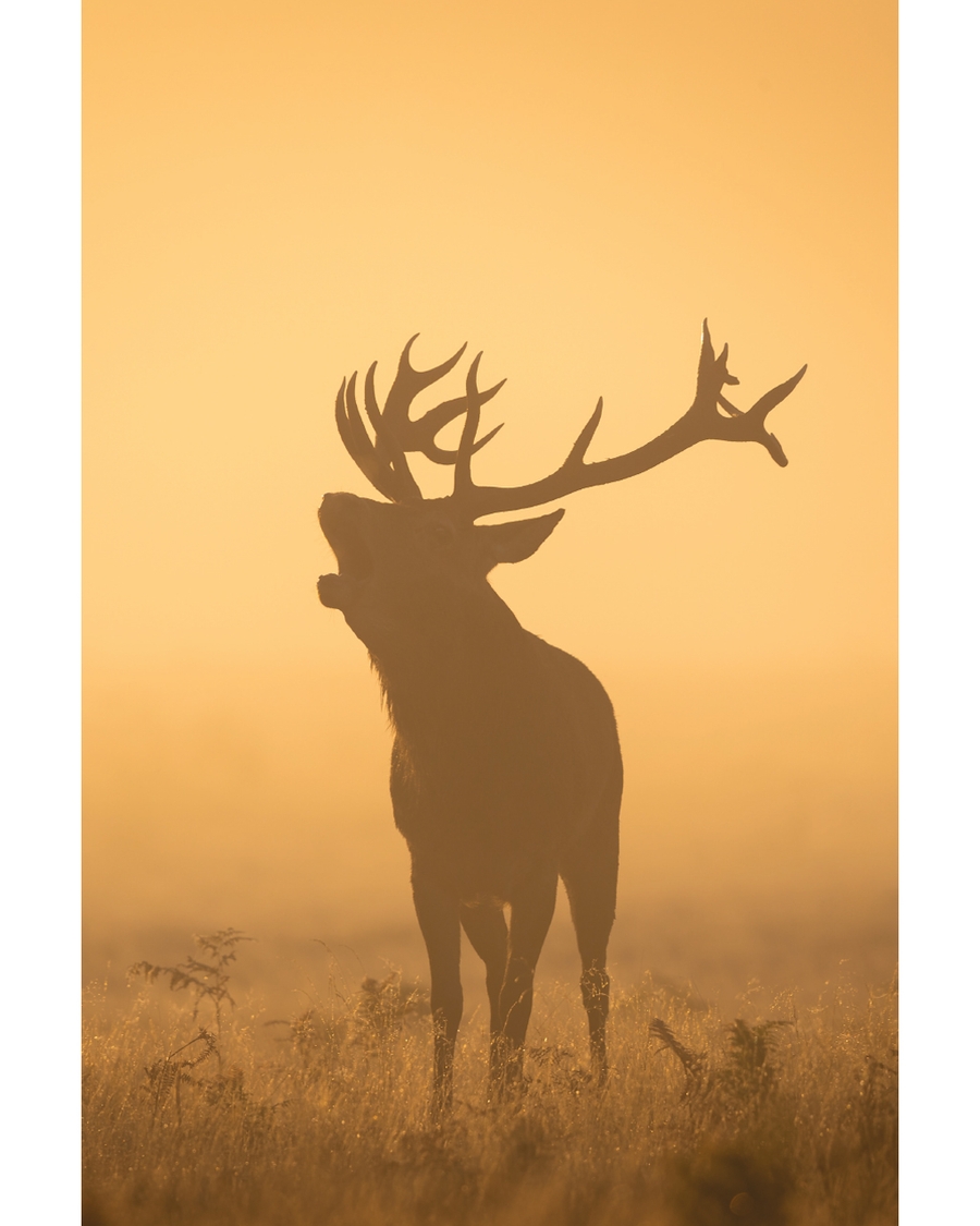 Silhouetted deer standing in golden misty field