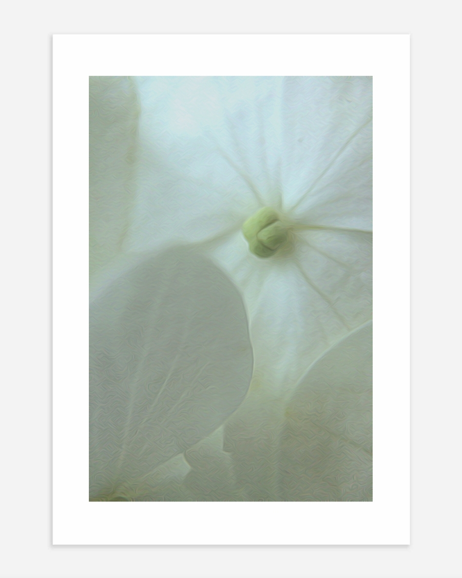 A poster of a Soft white flower with translucent petals and gentle light