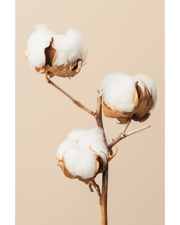 Cotton plant branch with white blooms on beige background
