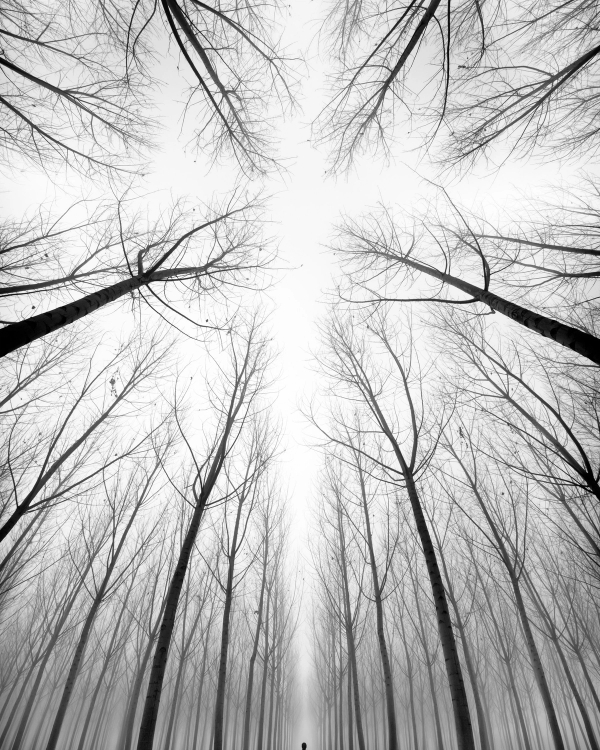 Black and white photo of bare treetops in fog with a tiny figure standing among the trunks below