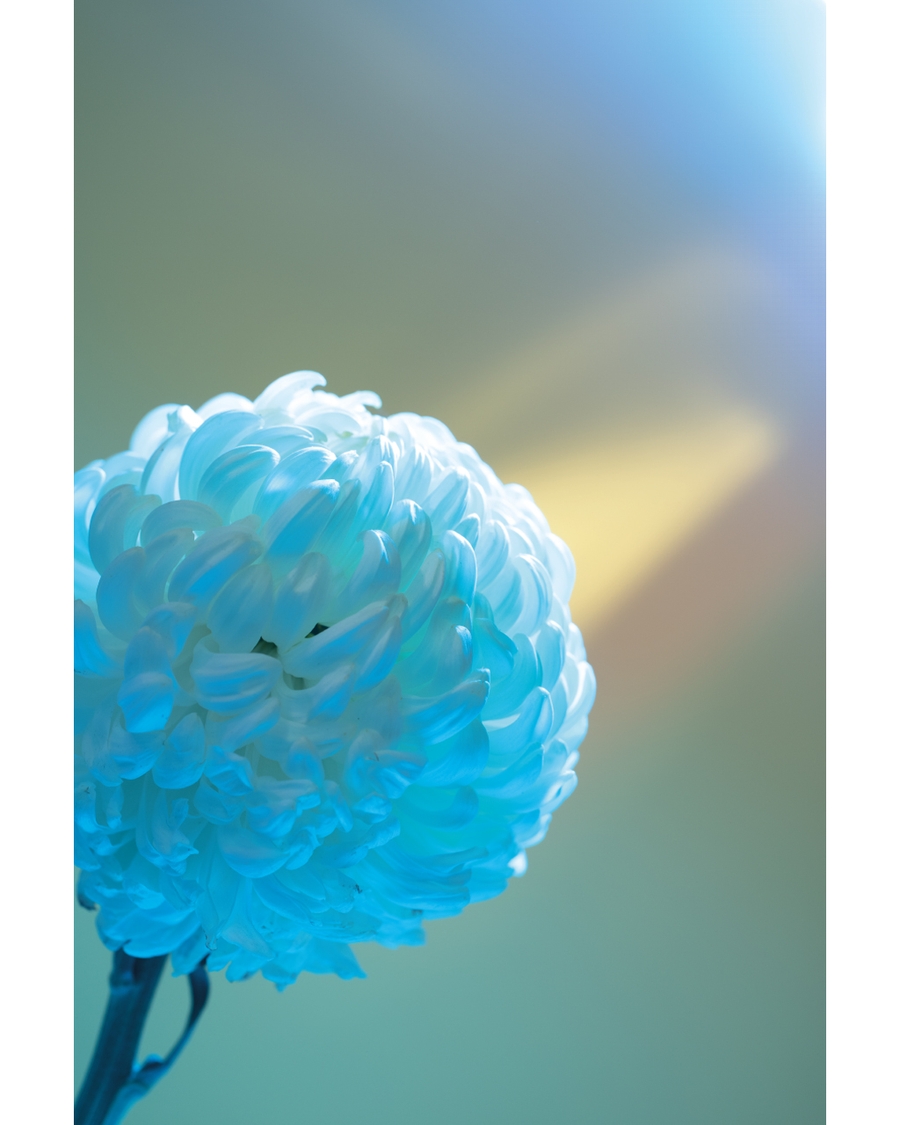 Close up blue chrysanthemum flower with soft light background