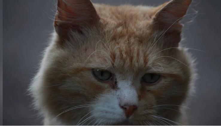 13 Ways You’re Hurting Your Cat’s Feelings (Without Realizing)
