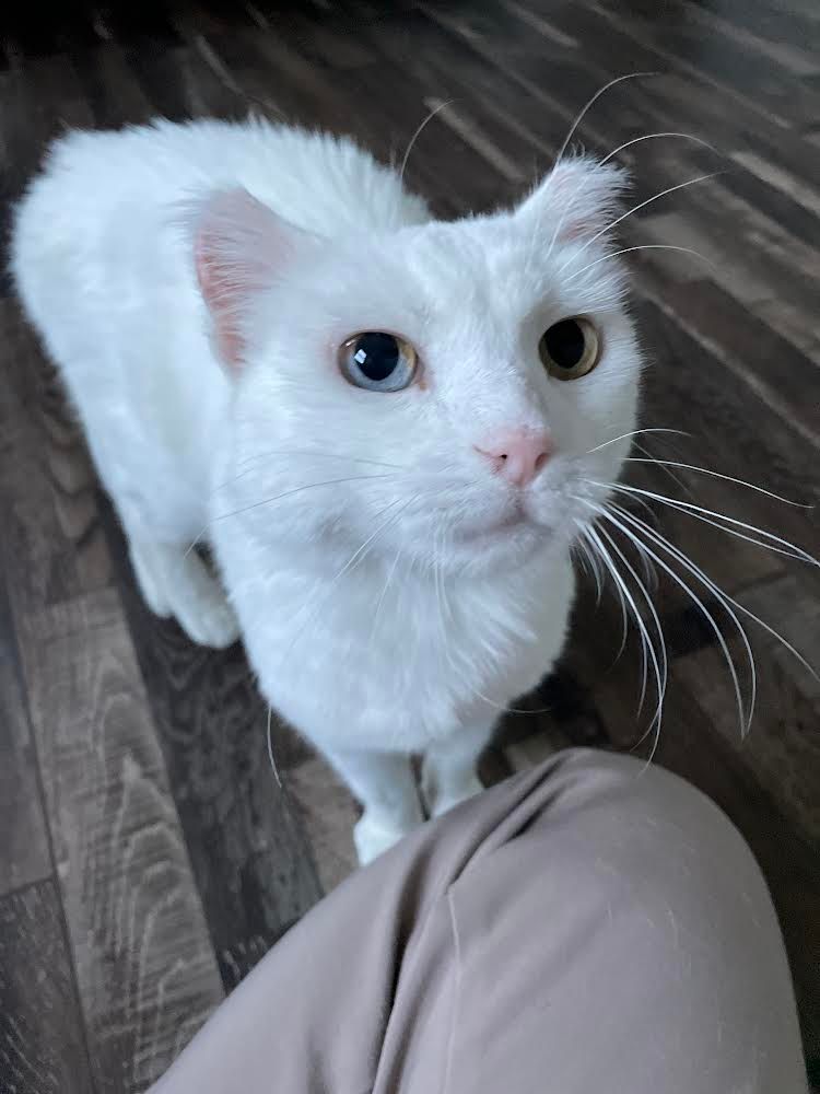 Feline Leukemia virus and Feline Immunodeficiency Virus Fact sheet 