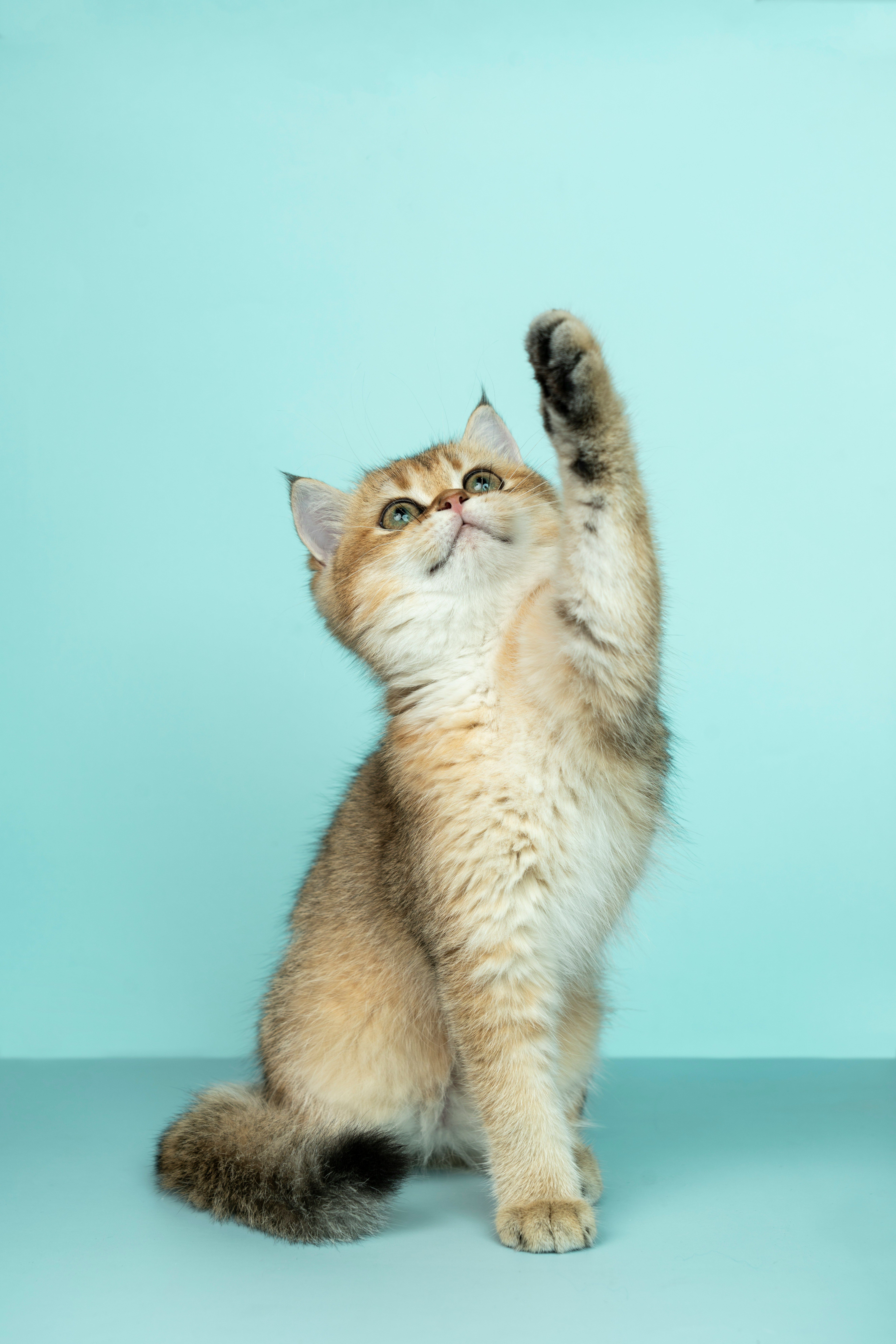 Declawing Cats: Risks and Consequences