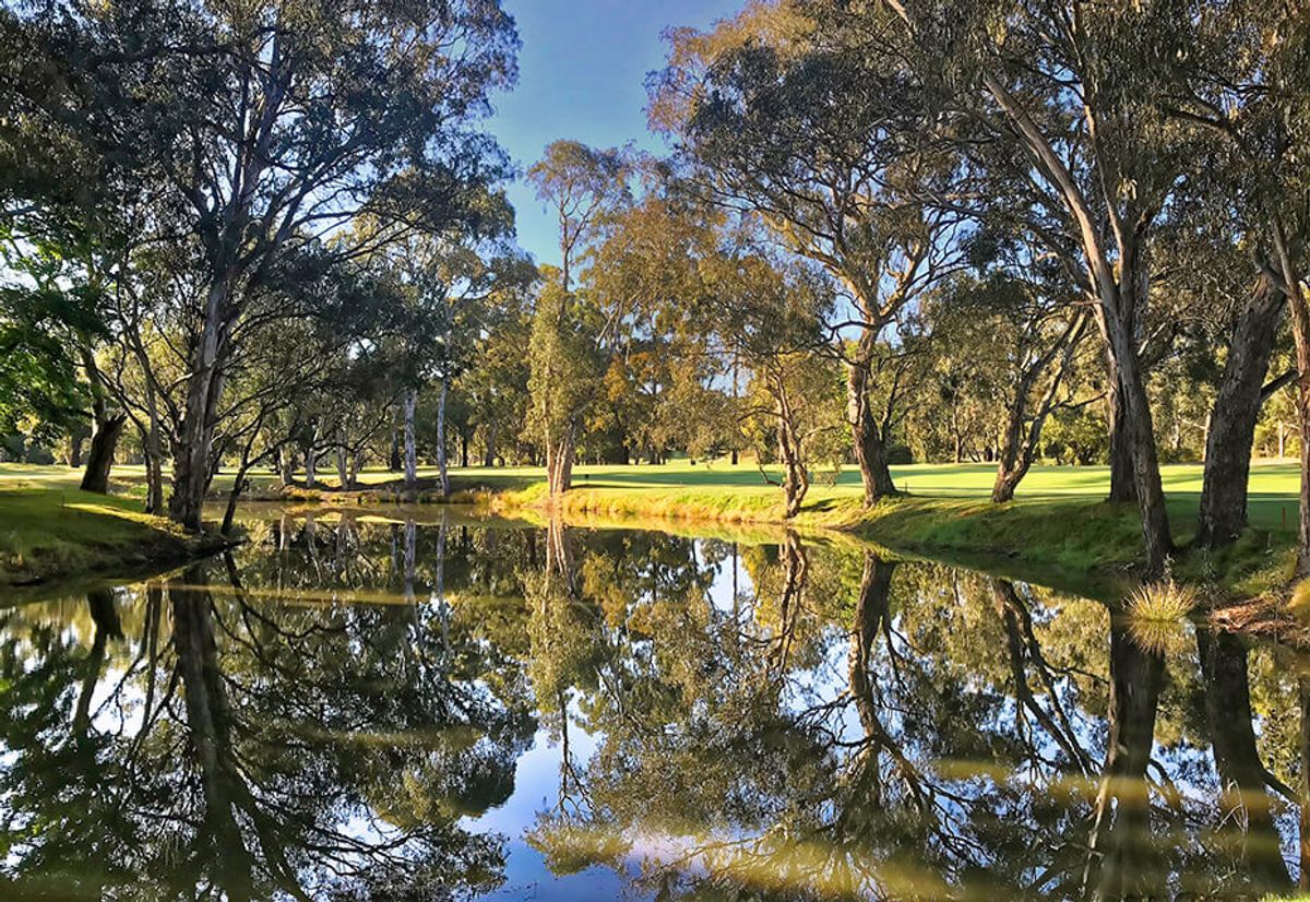 Trees reflected in a billabong beside the fairway at Green Acres Golf Club, Melbourne