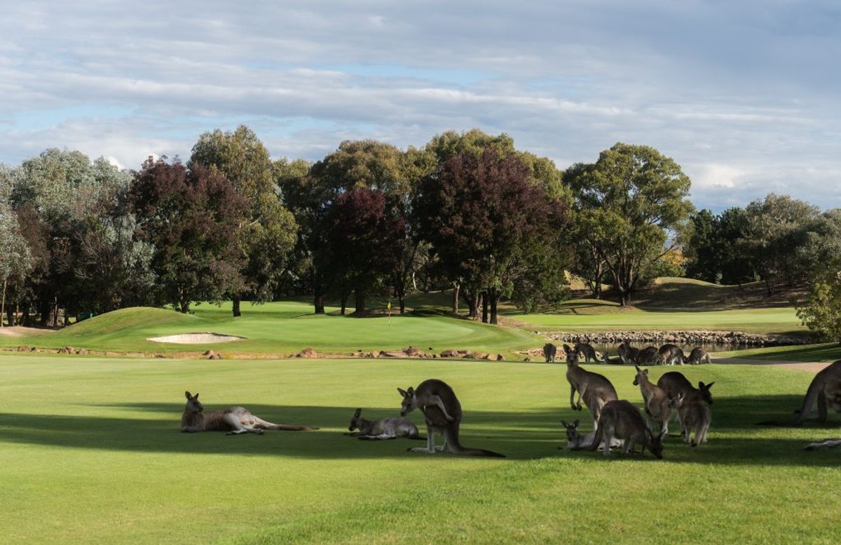 A mob of kangaroos grazing beside the green at Gold Creek Country Club