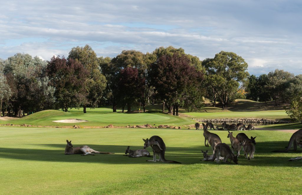 A mob of kangaroos grazing beside the green at Gold Creek Country Club