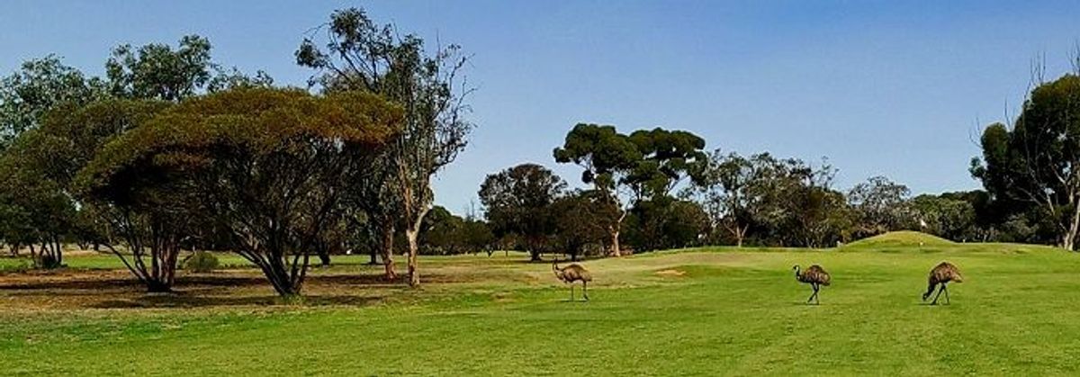 Three emus walking across the fairway at Whyalla Golf Club, with gum trees lining the course.