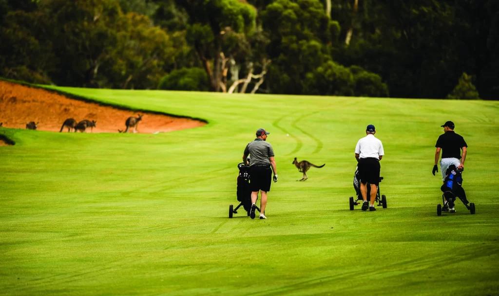 Golfers walking a fairway at Federal Golf Club, Canberra, as kangaroos graze beside the bunker