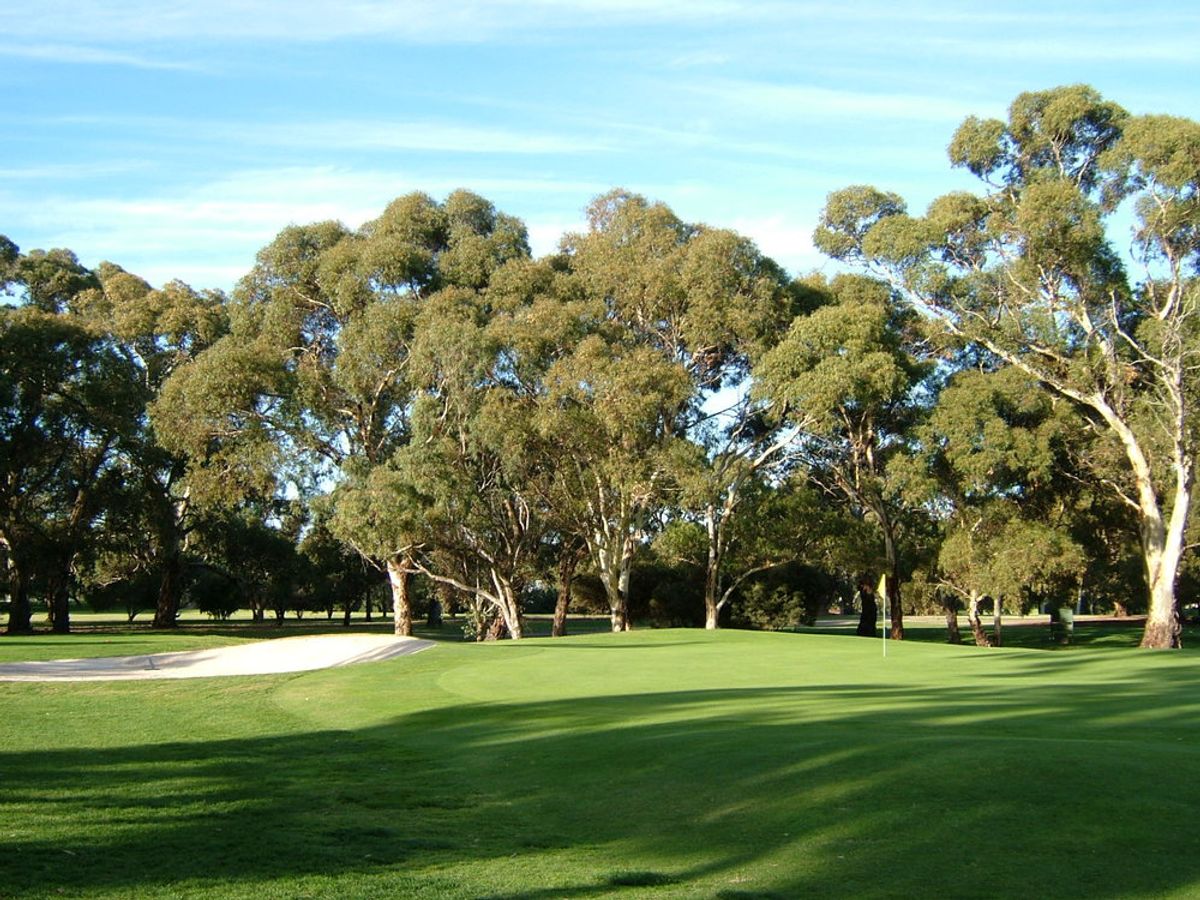 The 16th green at Victor Harbor Golf Club surrounded by gum trees under a blue sky.