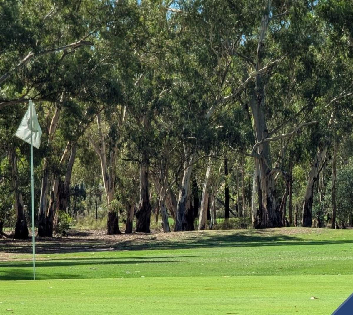 A green with flag at Bendigo Golf Club, framed by tall native gum trees.