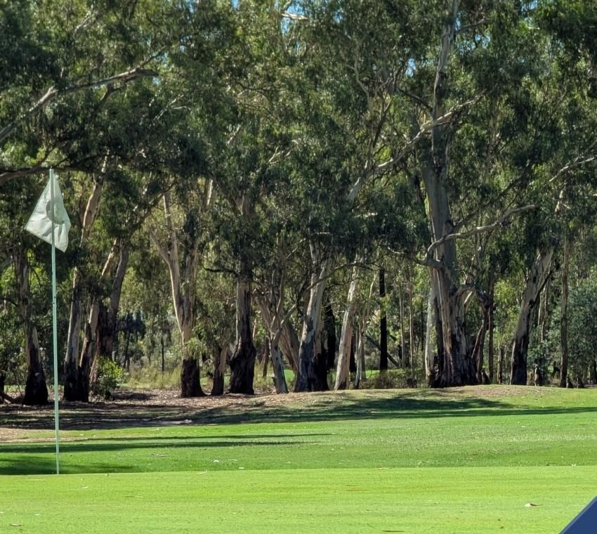 A green with flag at Bendigo Golf Club, framed by tall native gum trees.