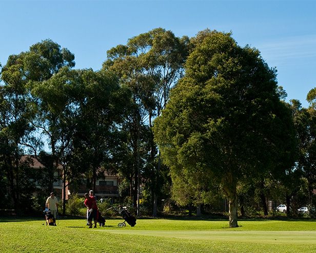 Golfers walking with pull trolleys among tall trees on the fairway at Fairfield Golf Course